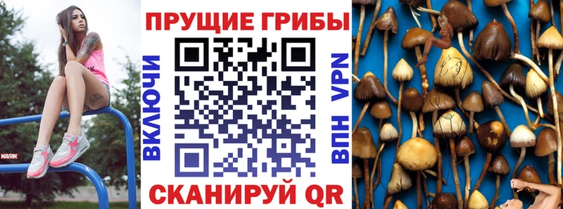 Псилоцибиновые грибы ЛСД  KRAKEN маркетплейс  Железногорск-Илимский  наркотики 